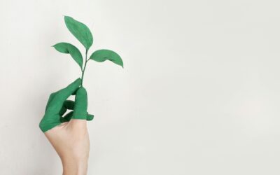 Oltre l’estetica: come la manutenzione del verde abbatte i costi operativi